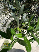 olea-europaea-oliwka-europejska- drzewo-oliwne-drzewko-oliwne-twojapalma-02-03