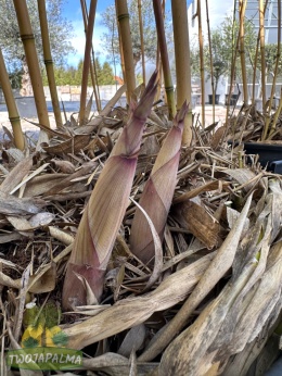 bambusy-Phyllostachys-aureosulcata-f- spectabilis-twojapalma-02
