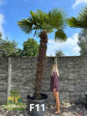 trachycarpus-fortunei-twojapalma-240-260cm-F11