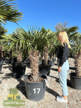 Trachycarpus-Fortunei-Twojapalma-17