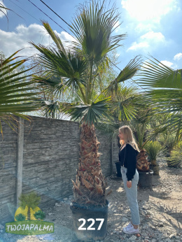 washingtonia-robusta-twojapalma-04