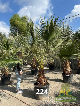 washingtonia-robusta-twojapalma-06