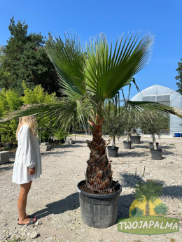 washingtonia-robusta-twojapalma