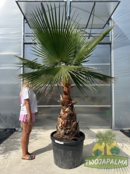 washingtonia-robusta-twojapalma-02