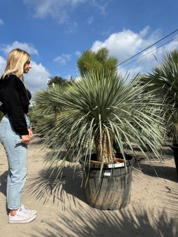 yucca-rostrata-twojapalma-016