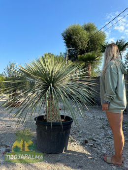 yucca-rostrata-twojapalma-02