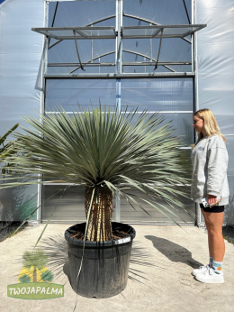 Yucca Rostrata wys.pnia: 58cm, wys. całkowita z donicą: 190cm