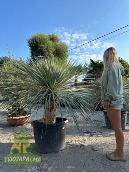 yucca-rostrata-twojapalma-02