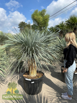 yucca-rostrata-twojapalma-010