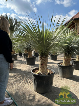 yucca-rostrata-twojapalma-012