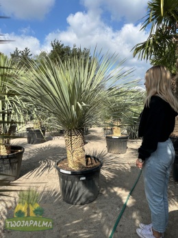 yucca-rostrata-twojapalma-013