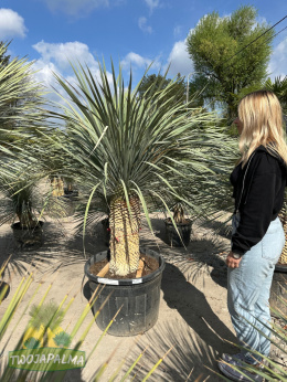 yucca-rostrata-twojapalma-07