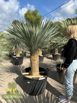 yucca-rostrata-twojapalma-015