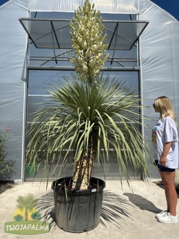 yucca-rostrata-twojapalma-014