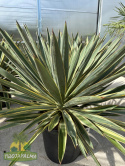 Yucca-Gloriosa-variegata-Twojapalma-1