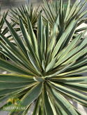 Yucca-Gloriosa-variegata-Twojapalma-2