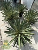 Yucca-Gloriosa-variegata-Twojapalma-3