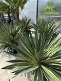 Yucca-Gloriosa-variegata-Twojapalma-4