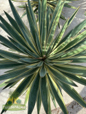 Yucca-Gloriosa-variegata-Twojapalma-5