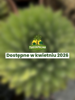 Agave victoriae-reginae - Agawa Królowej Wiktorii