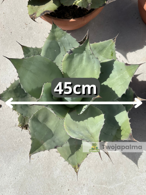 Agave/Agawa ovatifolia - wysokość z donicą: 50cm Agave/Agawa ovatifolia - wysokość z donicą: 50cm
