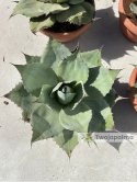 Agave/Agawa ovatifolia - wysokość z donicą: 50cm