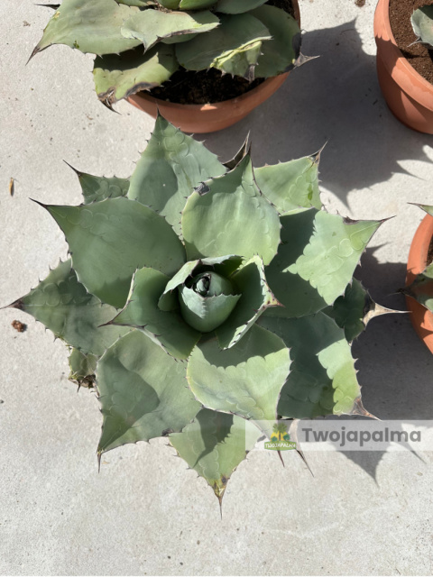 Agave/Agawa ovatifolia - wysokość z donicą: 50cm Agave/Agawa ovatifolia - wysokość z donicą: 50cm