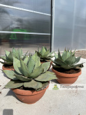 Agave/Agawa ovatifolia - wysokość z donicą: 50cm