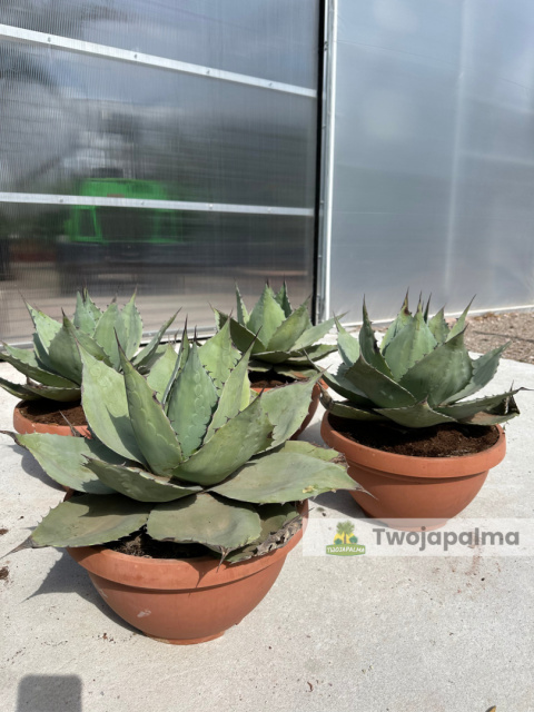 Agave/Agawa ovatifolia - wysokość z donicą: 50cm Agave/Agawa ovatifolia - wysokość z donicą: 50cm