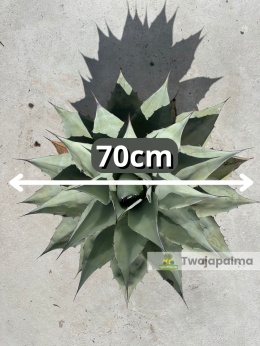 Agave/Agawa ovatifolia - wysokość z donicą: 60cm