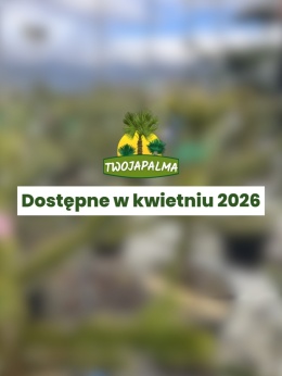 Araukaria chilijska - Araucaria araucana – Małpie drzewo