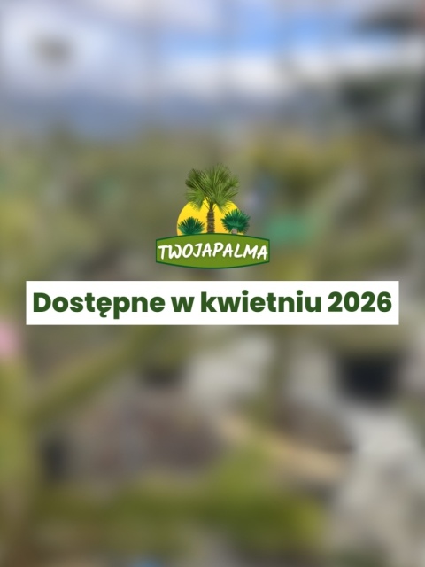 Araukaria chilijska - Araucaria araucana – Małpie drzewo