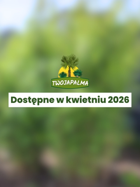 Bambus Fargesia nitida - Fargezja lśniąca