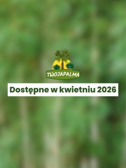 Bambus Fargesia robusta ‘Campbell’ - Fargezja olbrzymia ‘Campbell‘