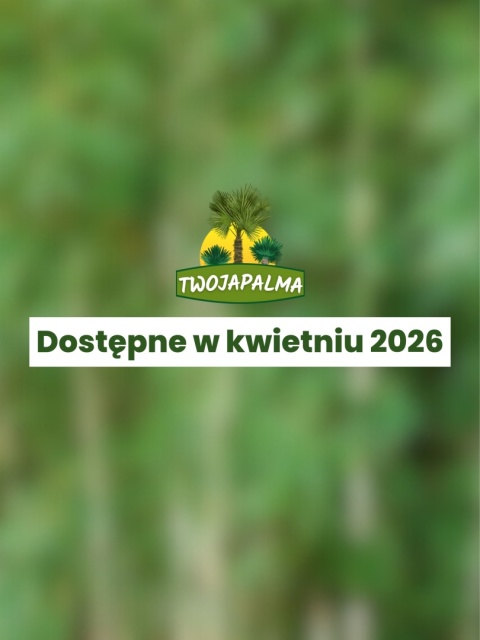 Bambus Fargesia robusta ‘Campbell’ - Fargezja olbrzymia ‘Campbell‘