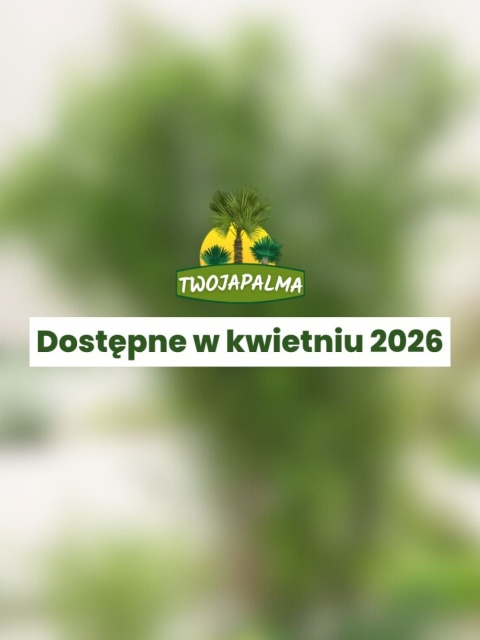 Bambus Fargesia robusta 'Formidable’ - Fargezja olbrzymia 'Formidable'