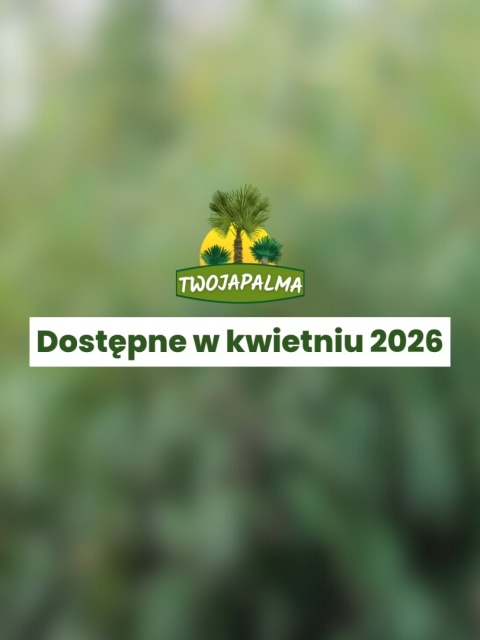 Bambus Fargesia robusta 'Pingwu'– Fargezja olbrzymia 'Pingwu'