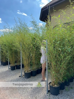 Bambus Phyllostachys aureosulcata f. aureocaulis - 20L, 250-300cm