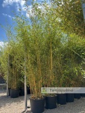 Bambus Phyllostachys aureosulcata f. aureocaulis - 20L, 250-300cm