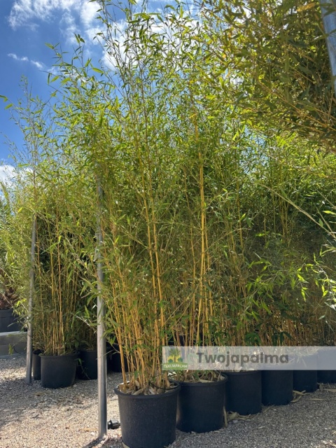 Bambus Phyllostachys aureosulcata f. aureocaulis - 20L, 250-300cm Bambus Phyllostachys aureosulcata f. aureocaulis - 20L, 250-300cm