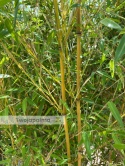 Bambus Phyllostachys aureosulcata f. aureocaulis - 20L, 250-300cm
