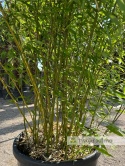 Bambus Phyllostachys bissetti - 130L, ok.350cm