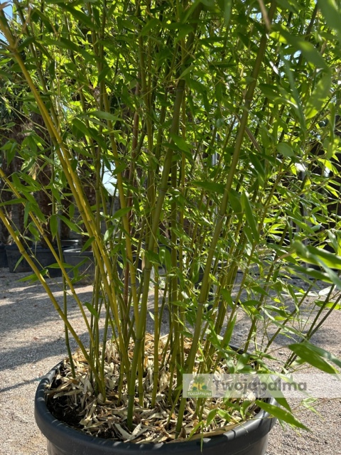 Bambus Phyllostachys bissetti - 130L, ok.350cm Bambus Phyllostachys bissetti - 130L, ok.350cm
