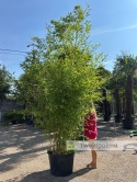 Bambus Phyllostachys bissetti - 130L, ok.350cm