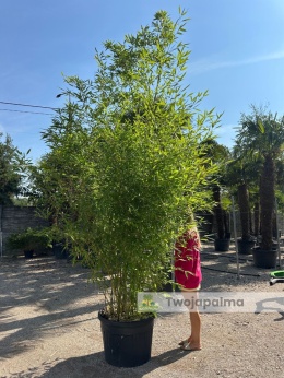 Bambus Phyllostachys bissetti - 130L, ok.350cm