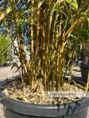 Bambus Phyllostachys aureosulcata f. aureocaulis - 110L, ok.300cm