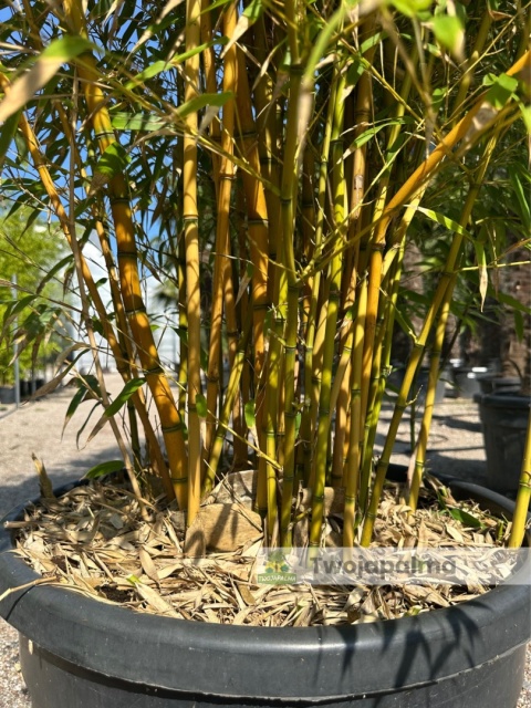 Bambus Phyllostachys aureosulcata f. aureocaulis - 110L, ok.300cm Bambus Phyllostachys aureosulcata f. aureocaulis - 110L, ok.300cm