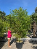 Bambus Phyllostachys aureosulcata f. aureocaulis - 110L, ok.300cm