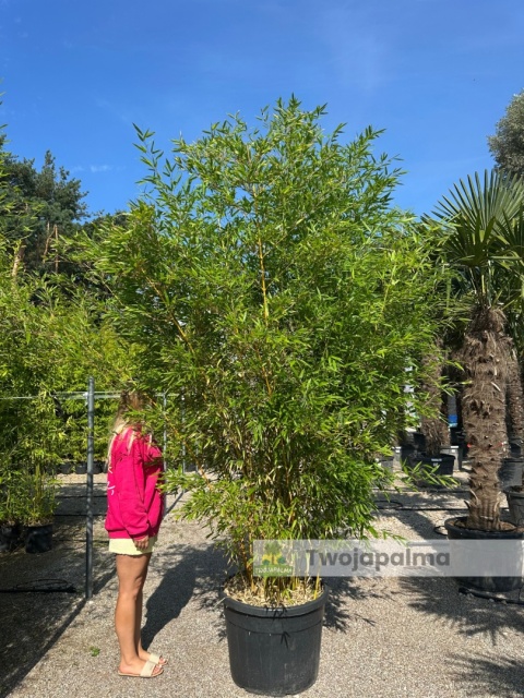 Bambus Phyllostachys aureosulcata f. aureocaulis - 110L, ok.300cm Bambus Phyllostachys aureosulcata f. aureocaulis - 110L, ok.300cm