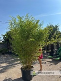 Bambus Phyllostachys aureosulcata f. aureocaulis - 110L, ok.300cm
